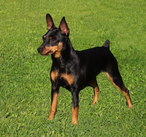 Pinscher_Fotos_81.jpg