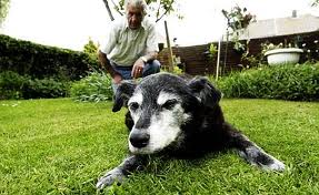 Como cuidar de um cão idoso?