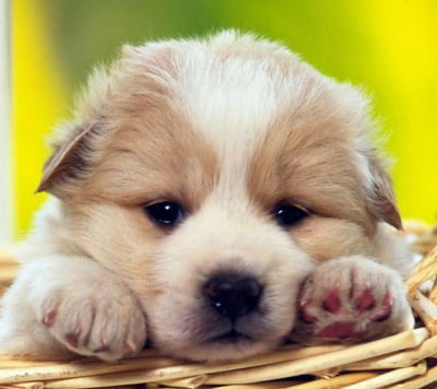 Adote um filhote de cachorro Clearance