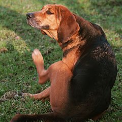 Como tirar pulga do cão?