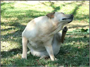 Como tirar pulga do cão?