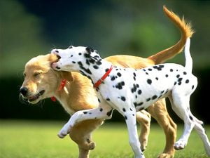 Como introduzir um novo cão em casa