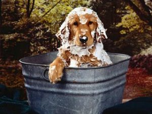 Como dar banho em cachorro