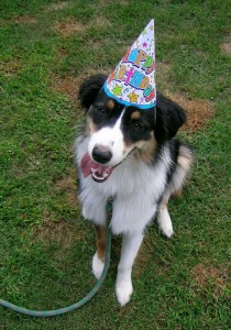Festa de aniversário para cachorro