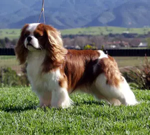 Raças de cães para ter dentro de casa