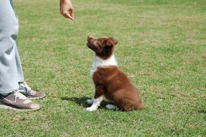 Petiscos para cães