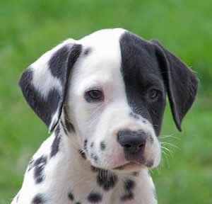 Como desvermifugar os cães?