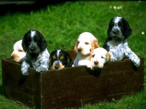 Por que castrar um cão?