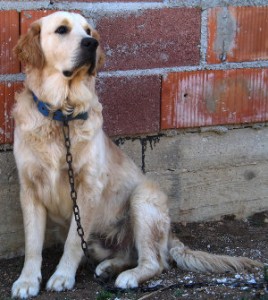 Como denunciar maus tratos aos cães