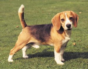 Cães da Raça Beagle