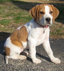 Cães da Raça Beagle