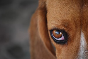 Doenças oculares nos cães