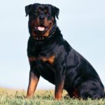 Rottweiler - Características da raça, fotos e vídeos