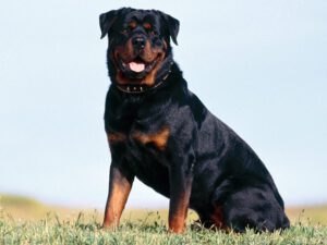 Rottweiler - Características da raça, fotos e vídeos