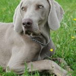 Weimaraner - Características de raça, fotos e vídeos