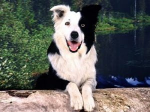 Border Collie - Características da raça, fotos e vídeos