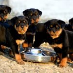 Rottweiler - Características da raça, fotos e vídeos