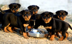 Rottweiler - Características da raça, fotos e vídeos