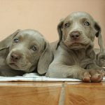 Weimaraner - Características de raça, fotos e vídeos