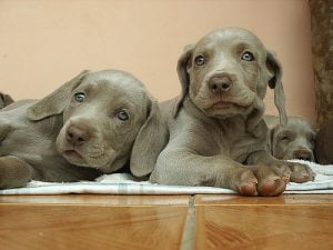 Weimaraner - Características de raça, fotos e vídeos