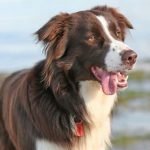 Border Collie - Características da raça, fotos e vídeos