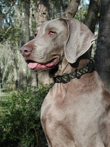 Weimaraner - Características de raça, fotos e vídeos