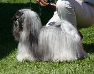 Lhasa Apso - Características da raça, fotos e vídeos