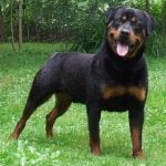 Rottweiler - Características da raça, fotos e vídeos