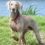 Weimaraner - Características de raça, fotos e vídeos