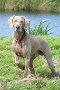 Weimaraner - Características de raça, fotos e vídeos