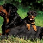 Rottweiler - Características da raça, fotos e vídeos