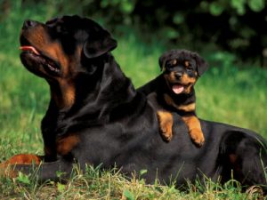 Rottweiler - Características da raça, fotos e vídeos