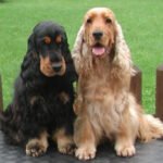 Cocker Spaniel - Características de raça, fotos e vídeos