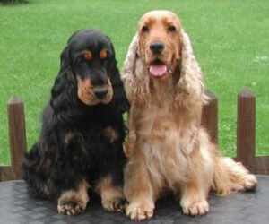 Cocker Spaniel - Características de raça, fotos e vídeos