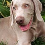 Weimaraner - Características de raça, fotos e vídeos