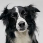 Border Collie - Características da raça, fotos e vídeos