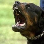 Rottweiler - Características da raça, fotos e vídeos