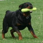 Rottweiler - Características da raça, fotos e vídeos