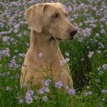 Weimaraner - Características de raça, fotos e vídeos