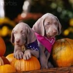 Weimaraner - Características de raça, fotos e vídeos