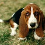 Basset Hound - Características da raça, fotos e vídeos