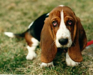 Basset Hound - Características da raça, fotos e vídeos