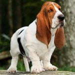 Basset Hound - Características da raça, fotos e vídeos