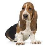 Basset Hound - Características da raça, fotos e vídeos