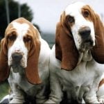 Basset Hound - Características da raça, fotos e vídeos