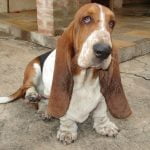 Basset Hound - Características da raça, fotos e vídeos