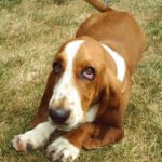 Basset Hound - Características da raça, fotos e vídeos