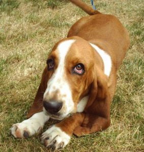 Basset Hound - Características da raça, fotos e vídeos