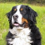 Bernese Mountain Dog - Características da raça, fotos e vídeos