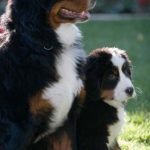 Bernese Mountain Dog - Características da raça, fotos e vídeos